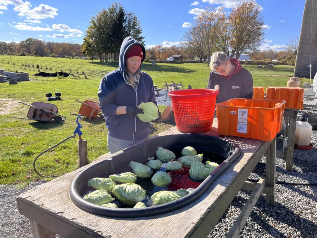 Sharing the Harvest farm staff harvesting vegetables
